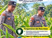 Mendukung Program Ketahanan Pangan, Bhabinkamtibmas Monitoring Pertumbuhan Jagung