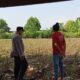 Dukung Swasembada Pangan, Bhabinkamtibmas Polsek Tambakboyo Monitoring Lahan Jagung Warga