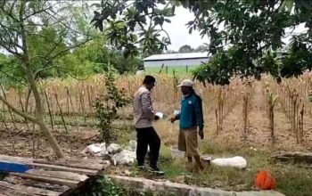 Polri Dukung Astacita, Polsek Merakurak Polres Tuban Turun Cek Tanaman Jagung Warga di Desa Tuwiri Wetan