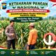 Polsek Montong Polresta Tuban Turun Cek Tanaman jagung Warga di Desa Ngulahan