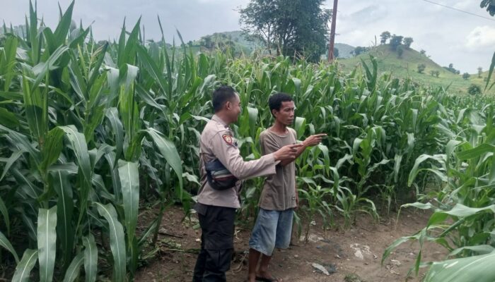 Dukung Ketahanan Pangan Nasional, Bhabinkamtibmas Desa Poto Sambangi Lahan Pertanian Warga dan Dorong Pengembangan Hortikultura