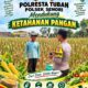 Anggota Bhabinkamtibmas Polsek Senori Polresta Tuban Turun ke Ladang Bantu Warga Desa Jatisari Panen Jagung