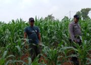 Pastikan Tanaman Tumbuh Subur, Bhabinkamtibmas Polsek Tambakboyo Monitoring Lahan Jagung Warga