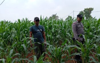 Pastikan Tanaman Tumbuh Subur, Bhabinkamtibmas Polsek Tambakboyo Monitoring Lahan Jagung Warga