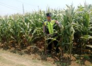 Polisi Polsek jenu Polres Tuban Turun ke Ladang, Dampingi Petani Jagung Dukung Ketahanan Pangan