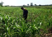 ANGGOTA POLSEK GRABAGAN SAMBANG DESA BINAAN, PANTAU LAHAN JAGUNG DAN MEMASTIKAN SISTEM IRIGASI MASIH LANCAR
