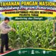 Polsek Montong Polresta Tuban Turun Cek Tanaman jagung Warga di Desa Pucangan