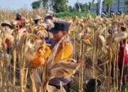Dukung Ketahanan Pangan, Anggota Polsek Bancar Turun Langsung Bantu Warga Desa Ngampelrejo Panen Jagung