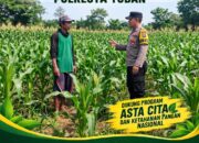 ANGGOTA POLSEK KEREK POLRESTA TUBAN PANTAU PERTUMBUHAN TANAMAN JAGUNG
