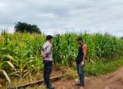 Dukung Ketahanan Pangan Nasional, Bhabinkamtibmas Desa Suka Mulya Sambangi Petani dan Motivasi Persiapan Tanam Jagung