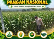 Polsek Bangilan Dukung Ketahanan Pangan Nasional, Pantau Tanaman Jagung Warga