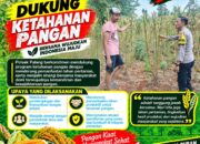 Dukung Astacita, Polsek Palang Polresta Tuban Pantau Langsung Lahan Jagung milik warga Desa Dawung