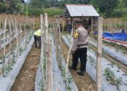ANGGOTA POLSEK GRABAGAN SAMBANG DESA BINAAN, PANTAU LAHAN JAGUNG DAN MEMASTIKAN SISTEM IRIGASI MASIH LANCAR