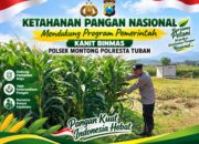 Mendukung Asta Cita Presiden Polmas Polsek Montong Polresta Tuban Pantau Kodisi Tanaman Jagung Milik Warga Desa Jetak