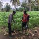 Dukung Ketahanan Pangan, Bhabinkamtibmas Desa Rhee Sambangi Petani yang Sedang Bajak Sawah Seluas 1 Hektare