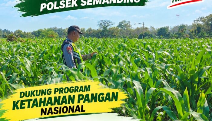 Polri Dukung Astacita, Polsek Semanding Polresta Tuban Turun Cek Tanaman jagung milik Warga di Desa Sambongrejo