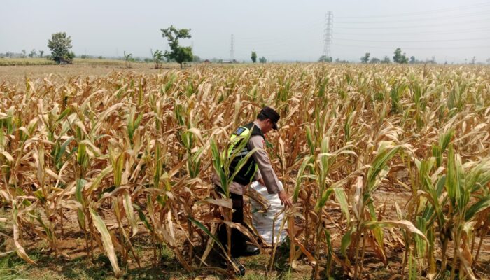 Polisi Polsek jenu Polres Tuban Turun ke Ladang, Dampingi Petani Jagung Dukung Ketahanan Pangan