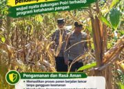 Mendukung Program Ketahanan Pangan, Bhabinkamtibmas Monitoring Pertumbuhan Jagung