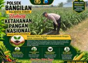 Mendukung Program Ketahanan Pangan, Bhabinkamtibmas Monitoring Pertumbuhan Jagung