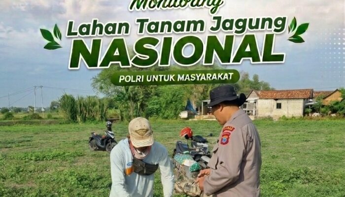 Perkuat Ketahanan Pangan, Bhabinkamtibmas Polsek Bancar Monitoring Lahan Tanam Jagung di Desa Cingklung