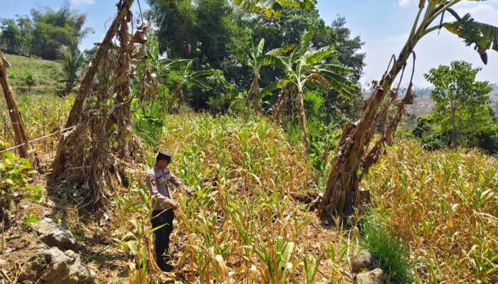 ANGGOTA POLSEK GRABAGAN SAMBANG DESA BINAAN, PANTAU LAHAN JAGUNG DAN MEMASTIKAN SISTEM IRIGASI MASIH LANCAR