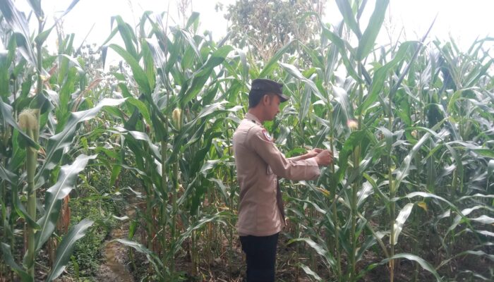 Anggota Polsek Singgahan Polresta Tuban Turun Cek Tanaman jagung Warga di Desa Mulyorejo