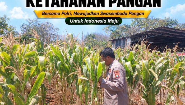 Polsek Tuban Pantau Lahan Jagung, Dukung Program Ketahanan Pangan Nasional