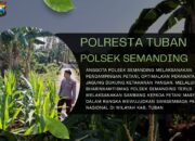 Polsek Kenduruan Polresta Tuban Dukung Ketahanan Pangan, Aipda Sumindar Cek Perkembangan Tanaman Jagung Warga .