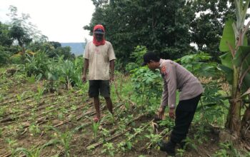 Polsek Grabagan Polresta Tuban Turun Langsung Cek Tanaman Jagung Warga