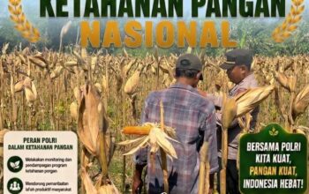 Dukung Ketahanan Pangan Nasional, Polsek Bancar Turun Ke Lahan Jagung Warga Desa Ngujuran