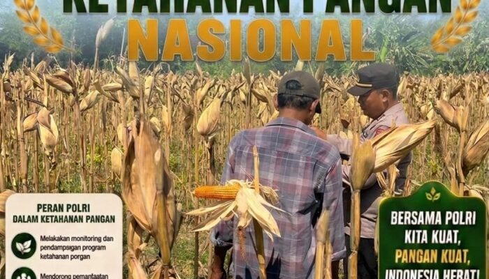 Dukung Ketahanan Pangan Nasional, Polsek Bancar Turun Ke Lahan Jagung Warga Desa Ngujuran