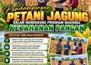 Dukung Ketahanan Pangan Nasional, Polsek Bancar Turun Ke Lahan Jagung Warga Desa Pacing