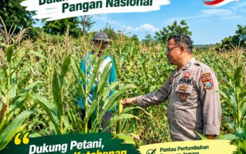 Polsek Bancar Monitoring Lahan Jagung Warga Desa Tenggerkulon, Dukung Program Ketahanan Pangan Nasional*