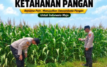 Polsek Tuban Dukung Ketahanan Pangan, Bhabinkamtibmas Monitoring Tanaman Jagung
