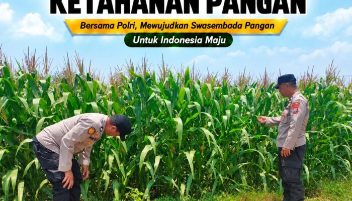 Polsek Tuban Dukung Ketahanan Pangan, Bhabinkamtibmas Monitoring Tanaman Jagung