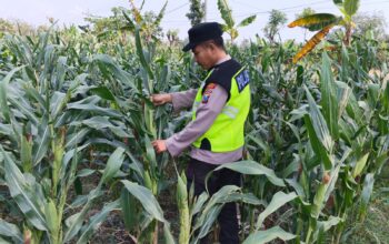 Polisi Polsek jenu Polres Tuban Turun ke Ladang, Dampingi Petani Jagung Dukung Ketahanan Pangan