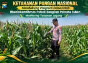 Dukung Ketahanan Pangan Nasional, Polsek Bangilan Monitoring Tanaman Jagung Warga