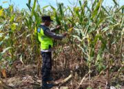 Polisi Polsek jenu Polres Tuban Turun ke Ladang, Dampingi Petani Jagung Dukung Ketahanan Pangan