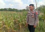 Dukung Astacita Presiden, Polsek Kenduruan Polresta Tuban Cek Perkembangan Tanaman Jagung Warga