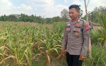 Dukung Astacita Presiden, Polsek Kenduruan Polresta Tuban Cek Perkembangan Tanaman Jagung Warga
