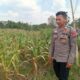 Dukung Astacita Presiden, Polsek Kenduruan Polresta Tuban Cek Perkembangan Tanaman Jagung Warga