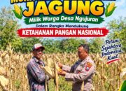 Perkuat Ketahanan Pangan Nasional, Aipda Mariyono Bersama Warga Ngujuran Panen Jagung Raya