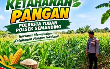 Polri Dukung Astacita, Polsek Semanding Polresta Tuban Turun Cek Tanaman jagung milik Warga di Desa Prunggahan Wetan