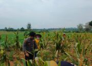 Dukung Ketahanan Pangan Nasional, Bripda Shandy Polsek Bancar Monitoring Panen Jagung di Latsari