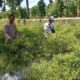 Bhabinkamtibmas Desa Kesik Cek Lahan Ketahanan Pangan Bergizi, Dorong Produktivitas Warga