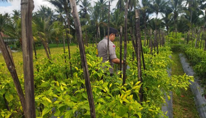 Bhabinkamtibmas Desa Lendang Nangka Cek Lahan Cabai, Dukung Program Ketahanan Pangan Bergizi