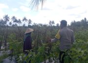 Bhabinkamtibmas Desa Kesik Cek Lahan Ketahanan Pangan Bergizi, Dukung Kemandirian Pangan Warga
