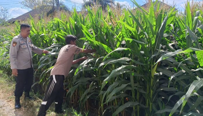 Polsek Terara Patroli dan Monitoring Ketahanan Pangan di Desa Kalianyar