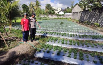 Bhabinkamtibmas Desa Paokmotong Bripka Firman Setiawan Monitoring Program Pekarangan Pangan Bergizi untuk Dukung Ketahanan Pangan