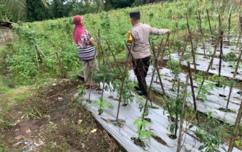 Bhabinkamtibmas Masbagik Utara Baru Sambangi Warga, Pantau Ketahanan Pangan dan Jaga Kamtibmas